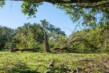 Fallen tree, split by Hurricane Zeta, along Bayou St. John in New Orleans, Louisiana, USA