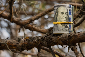 Twisted dollars bills on dry tree branches, American dollar in the autumn forest, close-up.
