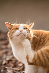 A cat grooming comfortably at dusk in autumn