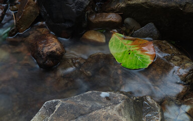 Naklejka na ściany i meble A fallen decayed leaf between waterfall flow on rock 