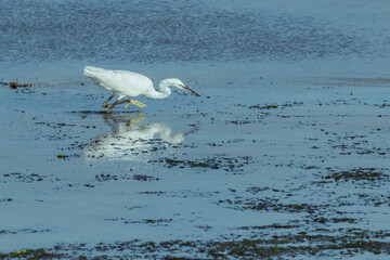 egret fishing in the sea..