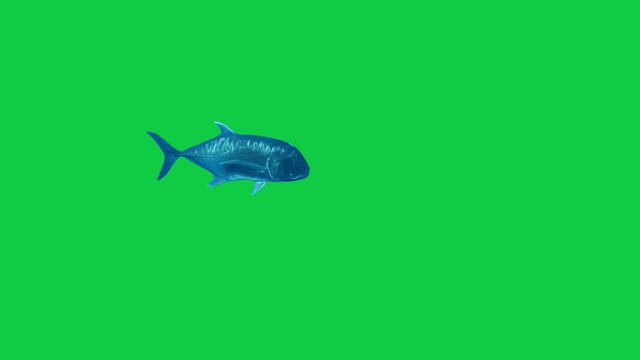 Isolated fish on green screen - tropical 