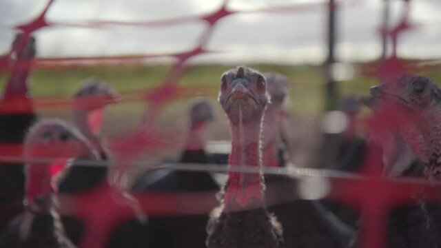 Handheld footage closeup of turkeys behind orange fencing. Shallow focus depth of field. UK
