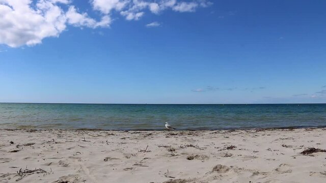 Lonely seagull on the beach, Busselton, Western Australia