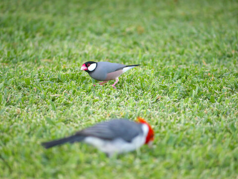桜文鳥 Photos Royalty Free Images Graphics Vectors Videos Adobe Stock 桜文鳥 Photos Royalty Free Images Graphics Vectors Videos Adobe Stock