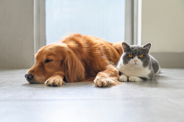 British Shorthair and Golden Retriever