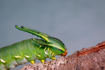 Image of Caterpillar of common nawab butterfly (Polyura athamas) or Dragon-Headed Caterpillar on nature background. Insect. Animal.