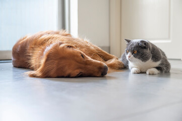 British Shorthair and Golden Retriever