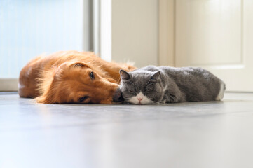 British Shorthair and Golden Retriever