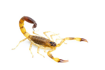 Image of brown scorpion isolated on white background. Insect. Animal.