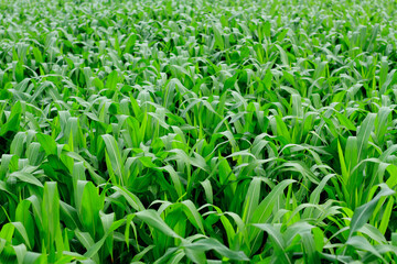 Fototapeta premium green grass background