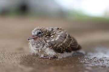 A single baby bird sitting on the ground in autumn