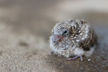 baby bird in a cage A single baby bird sitting on the ground in autumn