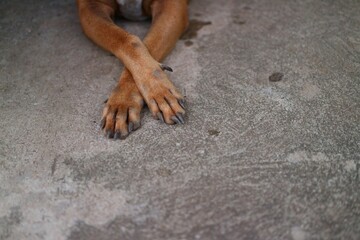 Fototapeta premium feet in sand