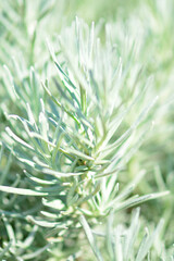 カレープラント