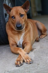 Obraz premium portrait of a dog