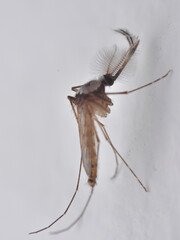 close up of a pheasant