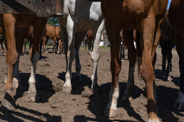 Fototapeta premium Group of Polo horses in a corral in an Argentine field. Animals.