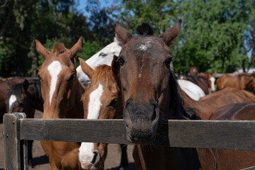 Group of Polo horses in a corral in an Argentine field. Animals.