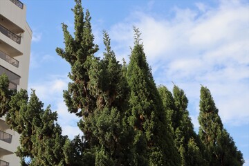 Pine tree in a yard in the middle of the city with building in the background