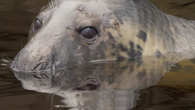 Extreme portrait close up shot of adorable curious Grey seal shyly with his eyes outside of the cold river peeping into the environment