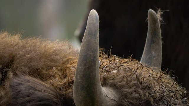 Extreme close up shot of a European Bison's Angular Horns with wet golden brown coat fur.
