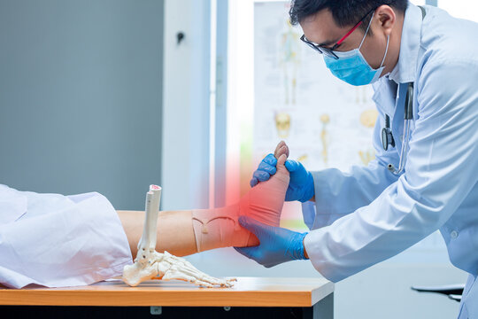 Close-up Hand Wear Medical Gloves Doctor In Medical Gloves Holds Artificial Boneof The Foot And Examines A Sore Ankle In Clinic, Concept Of Medical Orthopedic Treatment