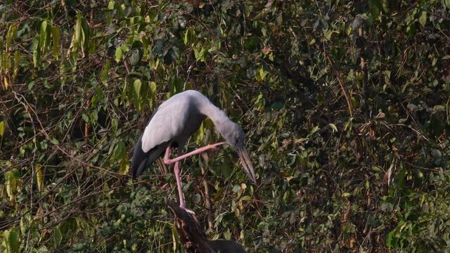 Asian Openbill, Anastomus oscitans; an individual perched on a broken branch scratching its head with its right foot while facing to the right.