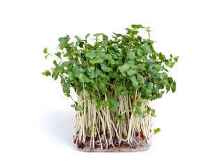 ブロッコリースプラウト