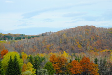 Fototapeta premium 紅葉の森