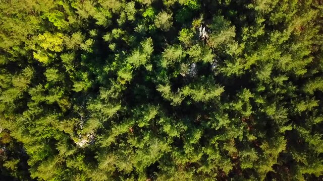 Aerial top down Pine Trees.