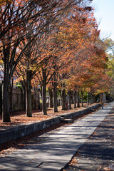 Fototapeta premium Princeton Foliage During Pandemic Covid19
