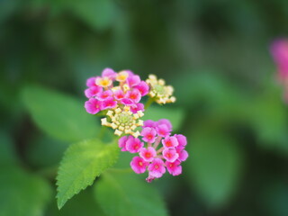 秋のコルタナの花