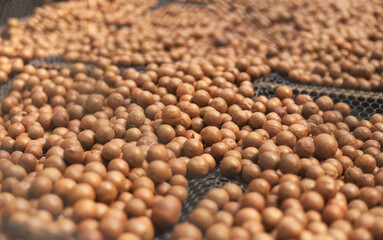 macadamia fruit  drying by sunlight in farm 
