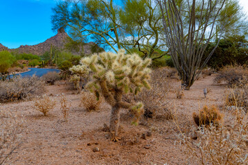 USA, AR, Scottsdale, October 2020. Cactus as a decoration in the town. 
