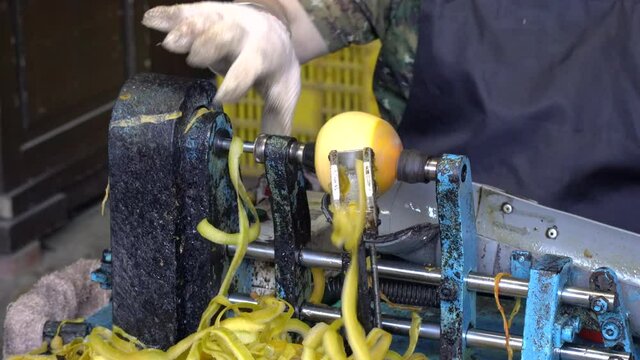 Woman worker using peeling machine to peel persimmon for making dried persimmon preserved food.