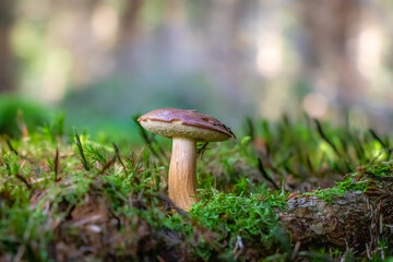 Imleria badia (Bay bolete) growing in moss 