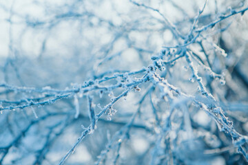 frozen tree branch close-up. frost on plants. winter landscape: the snow on the nature