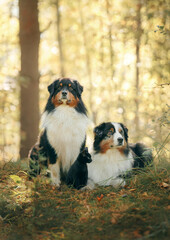 Obraz premium dogs and a black cat. Australian Shepherd in nature. autumn mood