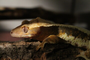 crested gecko