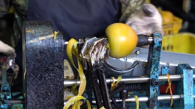 Woman worker using peeling machine to peel persimmon for making dried persimmon preserved food.