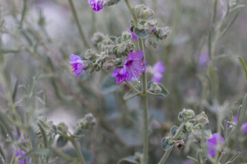 Umbel like inflorescences of purple Bloom from Wishbone Bush, Mirabilis Laevis, Nyctaginaceae, native hermaphroditic herbaceous perennial in the San Bernardino Mountains, Transverse Ranges, Summer.