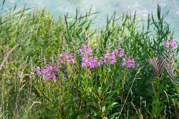 Violet flowers at the lake.
