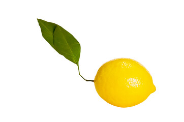 Citrus fresh fruits isolated, juicy ripe lemon still life