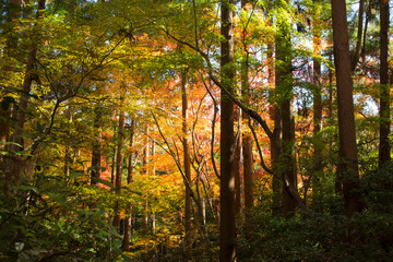 Obraz premium 秋の嵯峨野