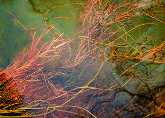 Grass and seaweed under the ice in the lake.