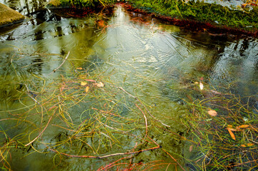 Grass and yellow autumn leaves under the ice.