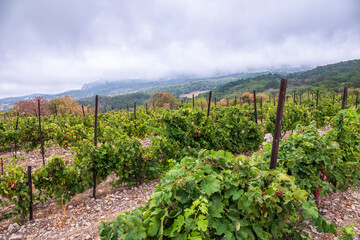 Fototapeta na wymiar Rows of wine grape plants below beautiful mountainside on a cloudy day