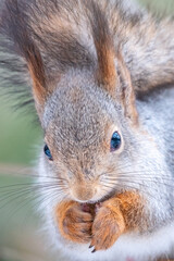 The squirrel with nut sits on a tree in the winter or autumn