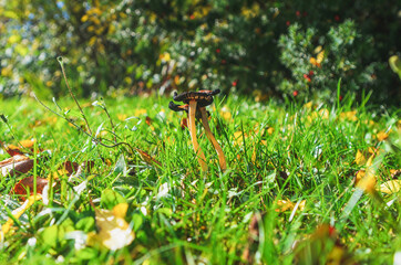 Tintlings Pilz auf einer Wiese im Herbst